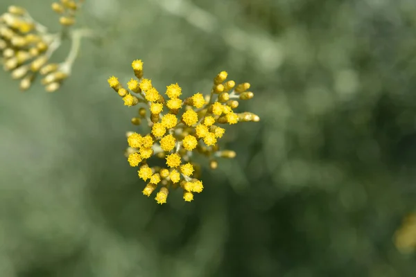 Italian Everlasting Yellow Flowers Latin Name Helichrysum Italicum — Stock Photo, Image