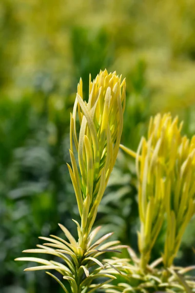 Korean Gold Plum yew - Latin name - Cephalotaxus harringtonia Korean Gold