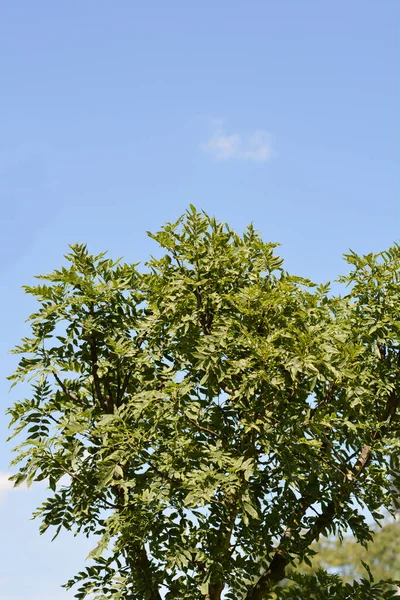 Globehead Common Ash Branches Leaves Blue Sky Latin Name Fraxinus — Fotografia de Stock