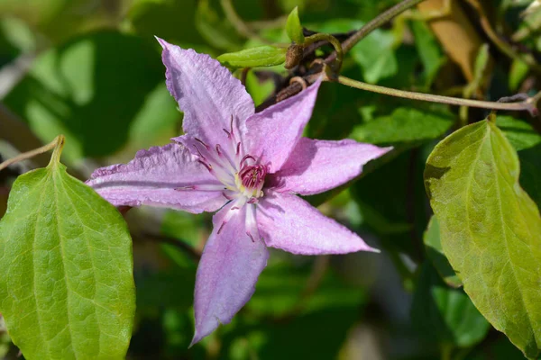 Hagley Hybrid Climbing Clematis Flower Latin Name Clematis Hagley Hybrid — ストック写真