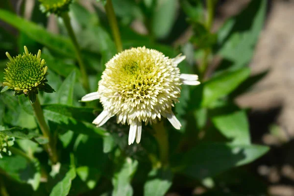 Coneflower Delicious Nougat Latin Name Echinacea Delicious Nougat — Stock Photo, Image