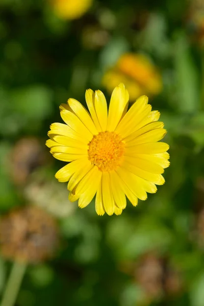 Κήπος Λουλούδι Marigold Λατινική Ονομασία Calendula Officinalis — Φωτογραφία Αρχείου