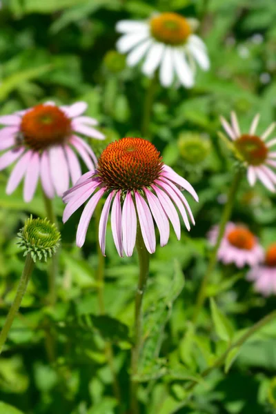 Flores Flor Coníferas Rosadas Nombre Latino Echinacea Purpurea — Foto de Stock