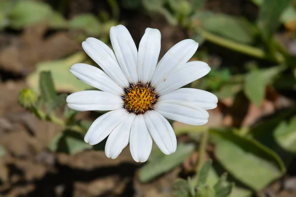 African Daisy Silverhill White Flower Латинское Название Dimorphotheca Silverhill White — стоковое фото