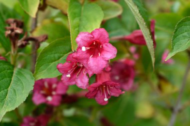 Weigela Bristol Ruby red flowers - Latin name - Weigela florida Bristol Ruby