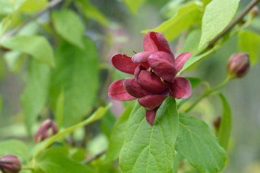 Aphrodite Sweetshrub branch with flower - Latin name - Calycanthus x Aphrodite