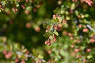 Japanese barberry branch with leaves and flower buds - Latin name - Berberis thunbergii