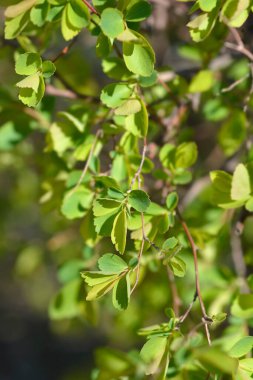 Van Houttes spiraea branch ins spring - Latin name - Spiraea x vanhouttei