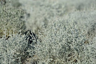Silver cushion bush - Latin name - Calocephalus brownii clipart
