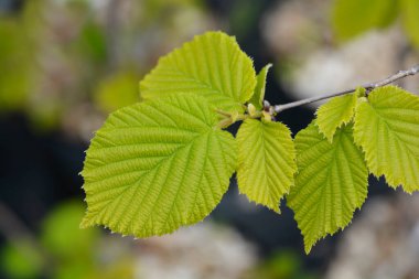 Genel ela Lombardii yeni yaprakları - Latince adı - Corylus avellana Lombardii