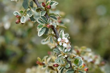 Swedish cotoneaster Juliette branch with flowers and fruit - Latin name - Cotoneaster x suecicus Juliette