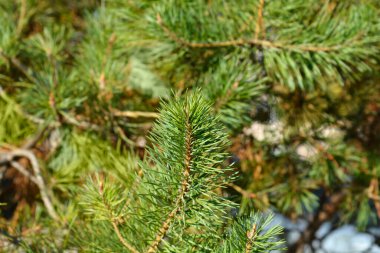Black pine branch with needles - Latin name - Pinus nigra