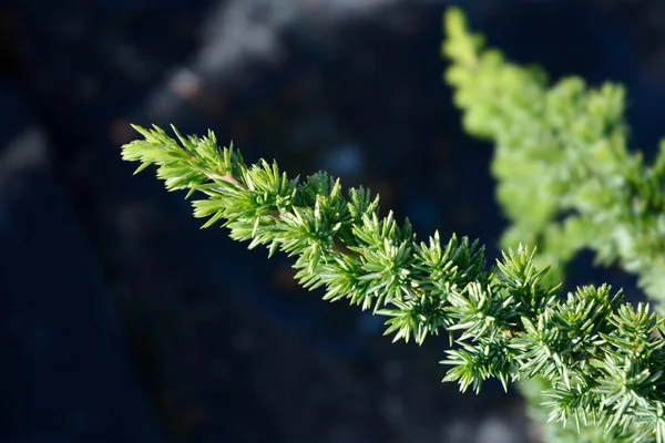 Shore Juniper Blue Pacific Branch Λατινική Ονομασία Juniperus Conferta Blue — Φωτογραφία Αρχείου