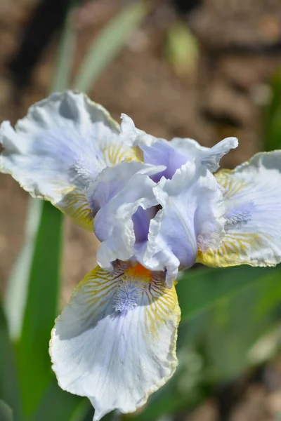 Intermediate Bearded Iris Palm Springs Flower Latin Name Iris Barbata — Fotografia de Stock