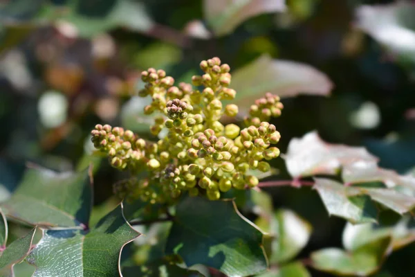 Орегонський Виноград Жовті Квіткові Бруньки Латинська Назва Berberis Aquifolium — стокове фото