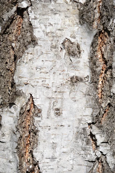 Detalle Común Corteza Abedul Nombre Latino Betula Pendula —  Fotos de Stock