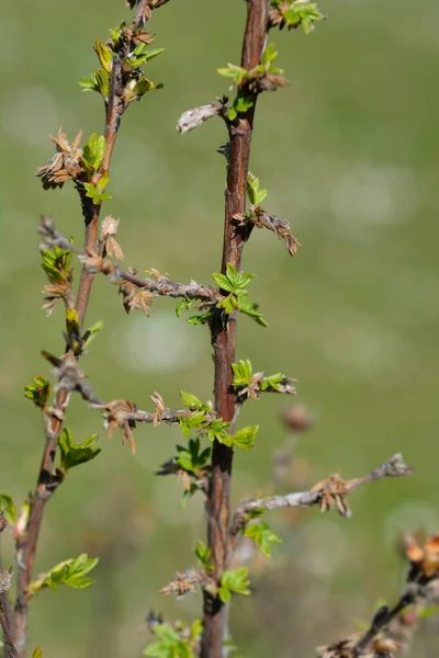 Shrubby Cinquefoil Branches New Leaves Latin Name Potentilla Fruticosa —  Fotos de Stock