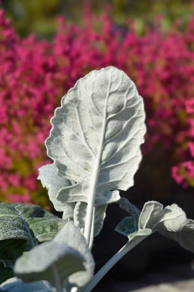 Shining White Ragwort Leaves Latin Name Senecio Candidans — Stok Foto