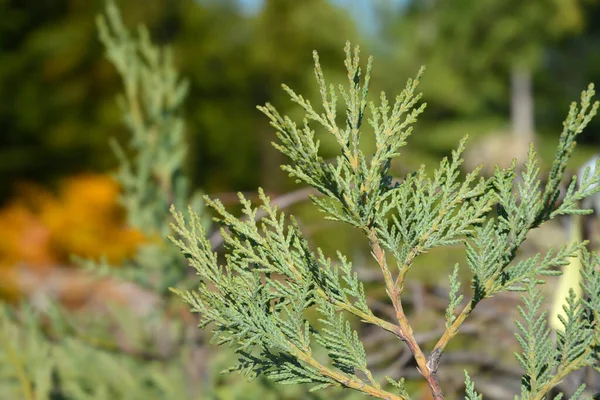 Leyland Cypress Branches Latin Name Cuprocyparis Leylandii — Zdjęcie stockowe