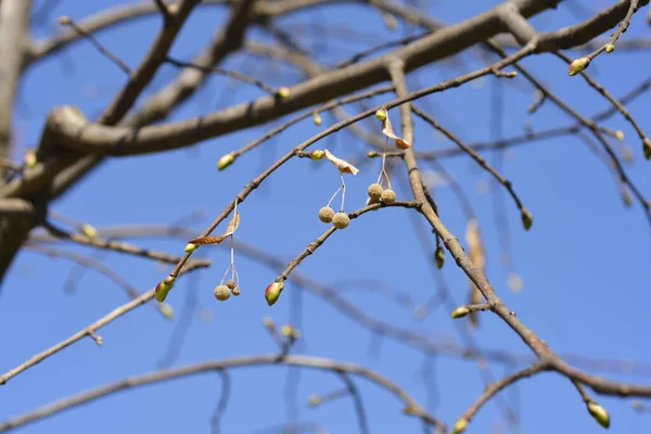 Mavi Gökyüzünde Tomurcukları Kuru Tohumları Olan Geniş Yapraklı Kireç Dalı — Stok fotoğraf