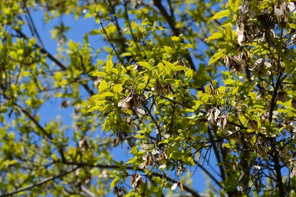 Amur Maple Branches New Leaves Flower Buds Dry Seeds Latin — Photo