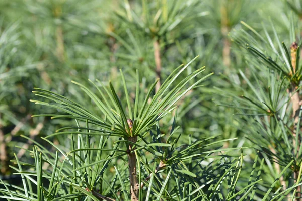 Japanese Umbrella Pine Branch Latin Name Sciadopitys Verticillata — Stockfoto