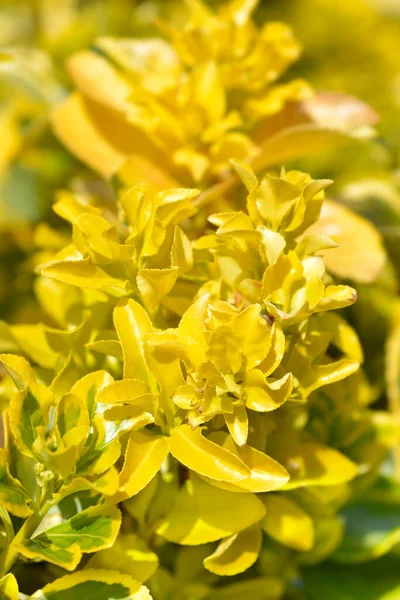 Japanes Spindle Elegantissimus Aureus Leaves Latin Name Euonymus Japonicus Elegantissimus — Fotografia de Stock