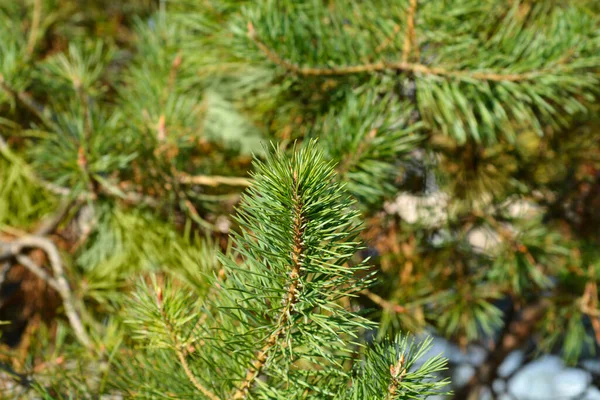 Black Pine Branch Needles Latin Name Pinus Nigra — Stock Photo, Image