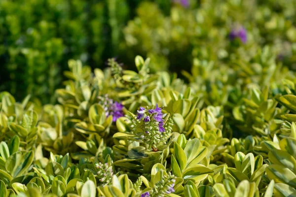 Ποικιλία Andersons Hebe Λατινικό Όνομα Hebe Andersonii Variegata — Φωτογραφία Αρχείου