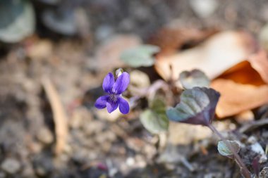 Labrador viola flower - Latin name - Viola labradorica