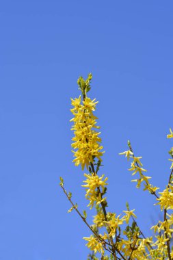 Weeping forsythia branches with yellow flowers against blue sky - Latin name - Forsythia suspensa