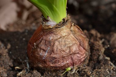 Common hyacinth bulb - Latin name - Hyacinthus orientalis