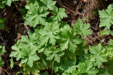 Kaya turna gagası Latince adı Geranium makro hizum 'dan ayrılıyor