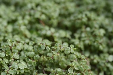 Babys tears leaves - Latin name - Soleirolia soleirolii