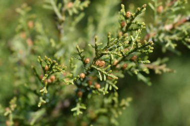 Pfitzer Juniper şubesi - Latince adı - Juniperus x media Pfitzeriana