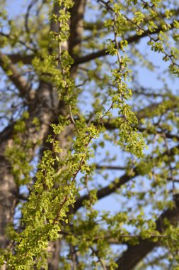 Ginkgo ağacı dalları ve yeni yapraklar ve çiçek tomurcukları - Latince adı - Ginkgo biloba