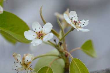 Pear tree Santa Maria branch with flowers - Latin name - Pyrus communis Santa Maria