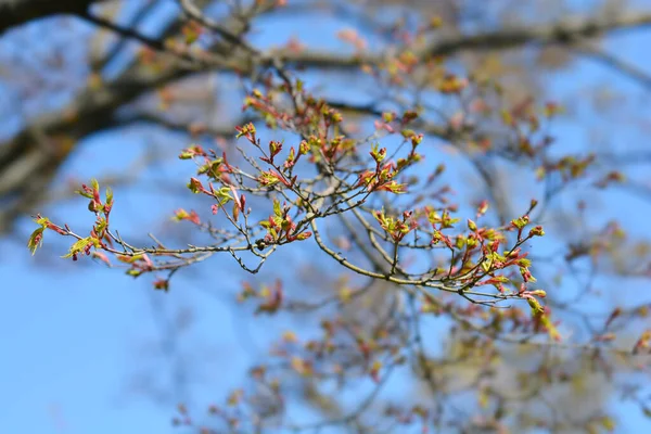 Japanese Maple Branches New Leaves Flower Buds Latin Name Acer — Stock Photo, Image