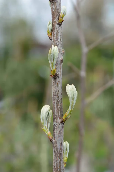 Sorb Tree Branch New Leaves Latin Name Sorbus Domestica — 스톡 사진