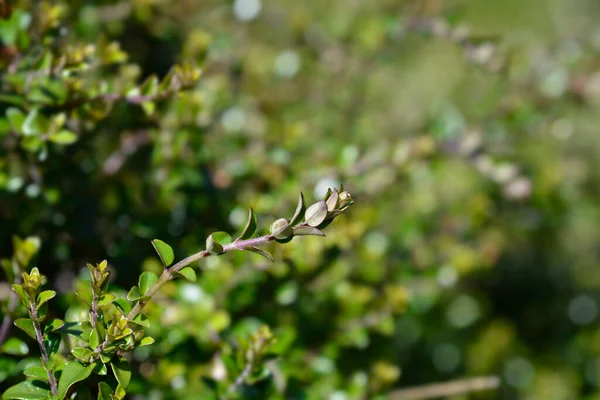 Honeysuckle Branches Leaves Latin Name Lonicera Ligustrina Var Yunnanensis — ストック写真