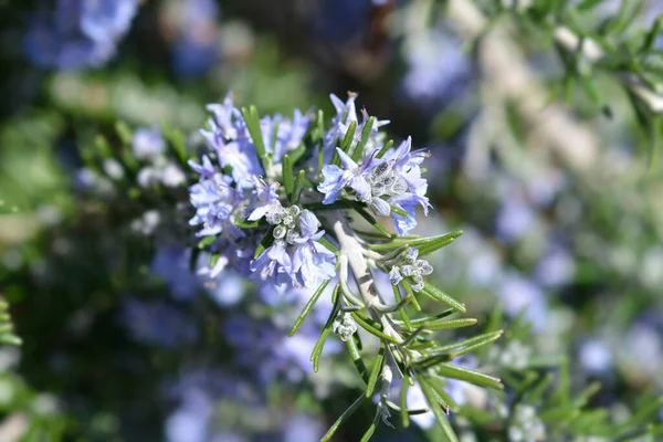 Rosemary Branch Blue Flowers Latin Name Rosmarinus Officinalis — Stock fotografie
