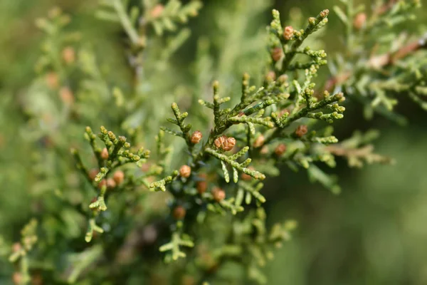 Filial Pfitzer Juniper Nome Latino Juniperus Media Pfitzeriana — Fotografia de Stock