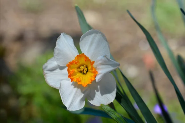 Large Cupped Daffodil China Maid flower - Latin name - Narcissus China Maid