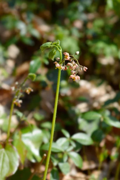 Alpine Barrenwort Flowers Leaves Latin Name Epimedium Alpinum — 스톡 사진