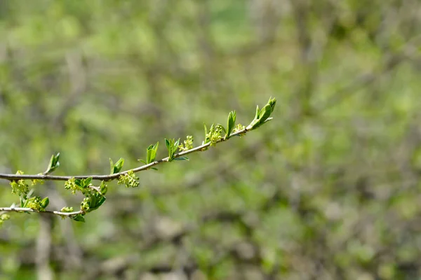 Japanese Orixa Branch New Leaves Flower Buds Latin Name Orixa — Fotografia de Stock