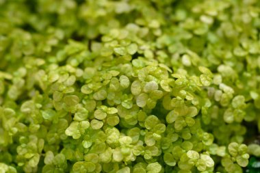 Babys tears leaves - Latin name - Soleirolia soleirolii