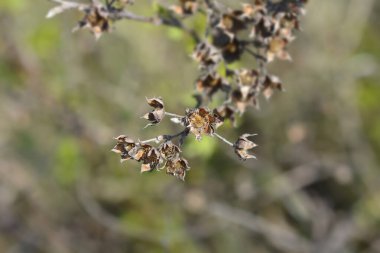 Shrubby Cinquefoil dry branch with seed heads - Latin name - Potentilla fruticosa