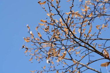 Mavi gökyüzünde tomurcukları ve kuru tohumları olan geniş yapraklı kireç dalı - Latince adı - Tilia Platyphyllos