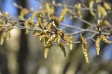 Hornbeam Fastiegata branches with new leaves and flowers - Latin name - Carpinus betulus Fastiegata