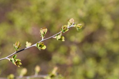 Van Houttes spiraea branch with leaves and flower buds - Latin name - Spiraea x vanhouttei